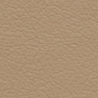 California Condor (FE4017)